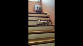 Kitten Takes a Tumble Down Stairs