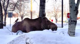 Magpie Harvests Hair From Moose's Rear