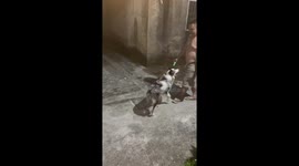 Shaolin mutt! Pet dogs performs 'shadowless kick' on man in China