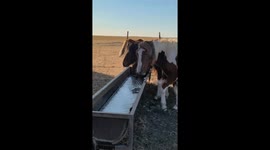 No-nonsense horse uses hoof to break ice in water trough