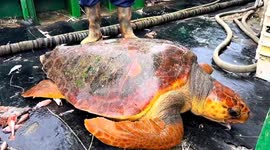 Rare loggerhead sea turtle caught and safely released in East China Sea