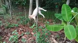 Crying pet cat stuck on forked tree branch rescued in forest