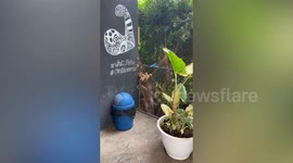 Pet dog squeezes through broken fence to get home