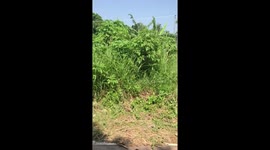 Dozens of escaped farm yard cows block road in the Philippines