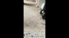 Woman rescues pregnant stray cat that gives birth to three kittens