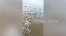 Beachgoers rescue dolphins stranded in shallow water in Thailand