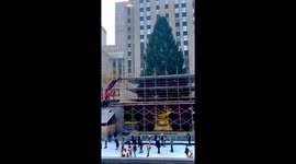 Rockefeller Center gears up for Christmas 2023: tree preparation in full swing