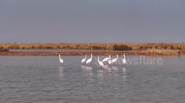 Nature reserve in east China becoming paradise for int'l migratory birds