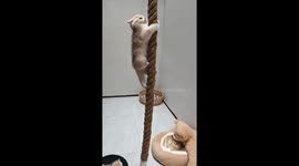Little Cat Climbs Rope For Fun While All Companions are Asleep in Central China