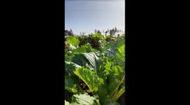 Traditional delicacy on Xiaoxue solar term: pickled vegetables