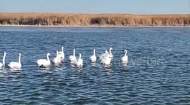 Mute swans forage on Juyan Lake in N China