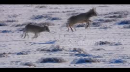 Endangered Mongolian saiga antelopes' population exceeds 15,500