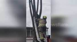 Bellavista Firefighters Rescue Stranded Cat from Tree in Bogota, Colombia