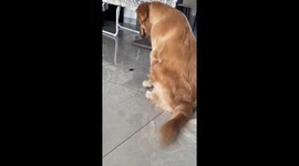 Golden Retriever shows incredible willpower to avoid eating sausage