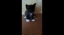 #3 Black kitty that has cute curved whiskers