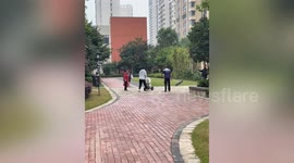 Pet Border Collie's motorcycle skills leave owner amused