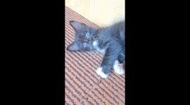 #2 Black kitty that has cute curved whiskers