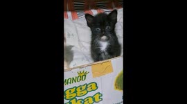 #1 Black kitty that has cute curved whiskers