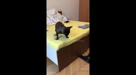 French Bulldog Battles Against the Vacuum
