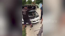 Monitor lizard caught twice when it hides in car engine and scurries into shop