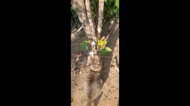 The kitten  is playfully scratching the tree and trying to climb up
