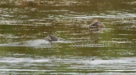 Pair of Little Grebes catch fish at Radipole Lake RSPB Reserve, Weymouth, Dorset's UK