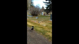 Puppy Makes A Minor Miscalculation