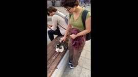 Chunky Cat in Istanbul