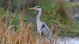 Grey Heron fishing in heavy rain at Radipole Lake RSPB Reserve, Weymouth, UK