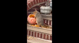 Randy The Squirrel Chunks Up For The Winter