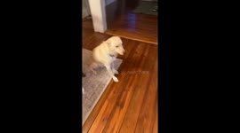 Naughty Dog Gets Drunk on Baileys
