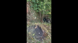 Rescuing a Deer Stuck in a Fence