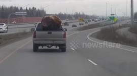 Taxidermied Bison Catches a Ride in Pickup Truck