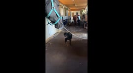 Rottweiler Gives Friendly Horse a Kiss
