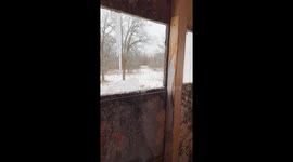 Bobcat Takes a Stroll With Two Bucks Trailing Behind
