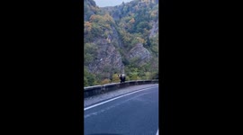 Bear Gets Fed From Car Window