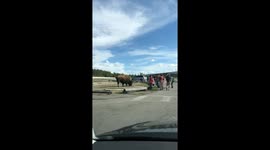 Bison Charges Tourists in Yellowstone National Park