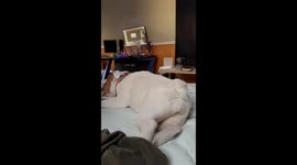 Bulldog Gets Gassy