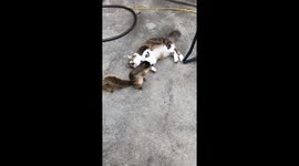 Squirrel and Cat Are Friends