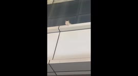 From high-rise peril to loving home! Kind couple rescues stranded cat from building