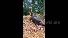 US: Wild Turkeys On Loose In Rome, Georgia