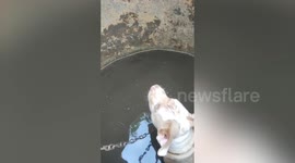 American Bully pooch stuck inside jar rescued