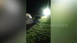 Baby bear raids camper's tent and steals food