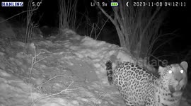 Rare North Chinese leopard spotted in China