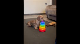 Canine architect: Moscow pooch masters toy pyramid assembly with impressive speed