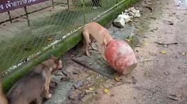 Buddhist monk rescues stray dog with head stuck in heavy clay jar