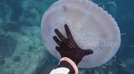 Diver removes crab stuck inside huge jellyfish
