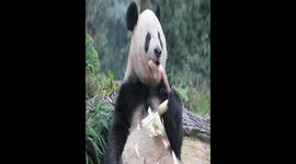 Panda is a picture of happiness munching on piece of bamboo