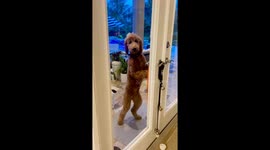 Persistent pup: determined dog's door-opening quest