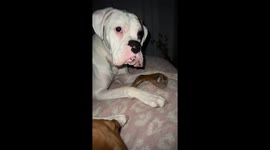 Me?! Share?! Sibling rivalry unleashed as boxer siblings have showdown over sharing a chewy